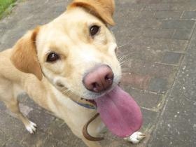 動物愛護センターから引き取り職員でお世話してます。