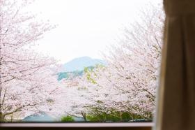 居室内から見える桜