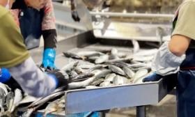 水産部：漁港での仕分け業務の様子