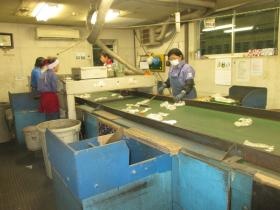 ＣＰＲ工場 手選別作業