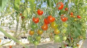 農業事業部 トマト（ハウス栽培）穫量は約２２，０００Ｋｇ