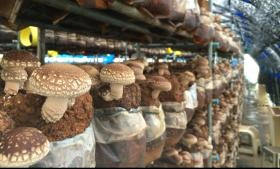 椎茸ハウス栽培