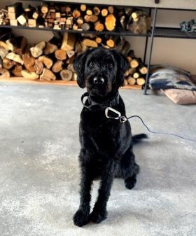 【セラピー犬】クリフトン。ご利用者さまと職員のアイドルです。