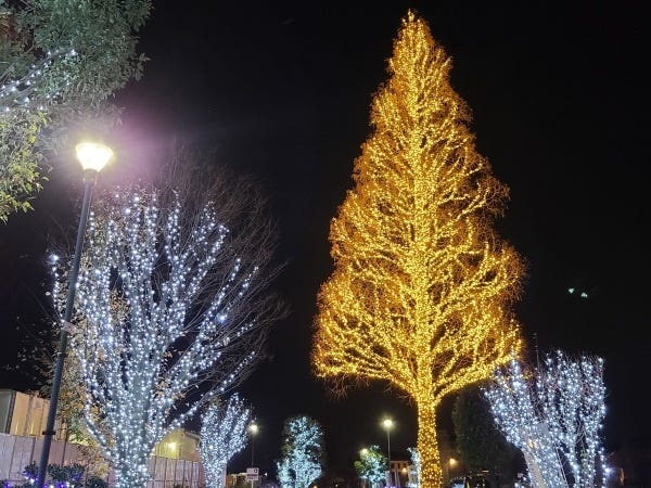 22mのメタセコイヤにイルミネーションを取り付け