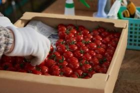 トマトの箱詰めの様子