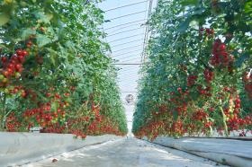 １１月末のハウス内の様子