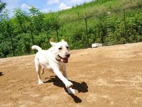 専用ドッグランには毎日遊びに行きます。