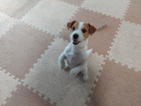 かわいいかわいいワンコ