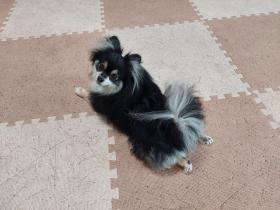 かわいいかわいいワンコ