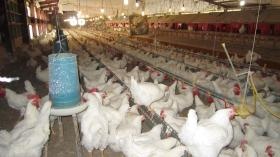 鶏舎の中には、沢山の鶏が飼育されています。