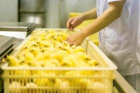 取れた種卵を孵卵器に入れて２１日目にヒヨコに孵します