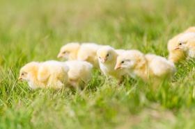 当社の商品 ブロイラーのヒヨコです