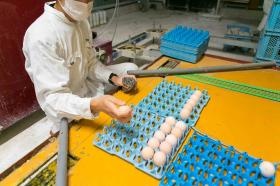 産卵された卵を集めます。