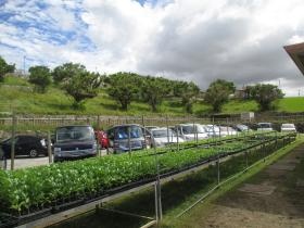 元気サポートウェルよみたん 花の苗