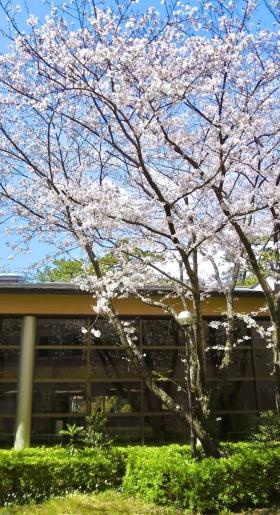 春には桜が満開になります