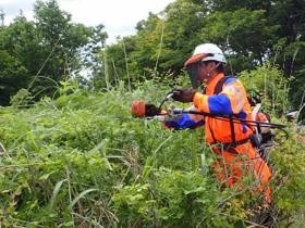 樹木せん定作業