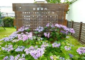 クリニック案内板（６月には紫陽花がお出迎え）