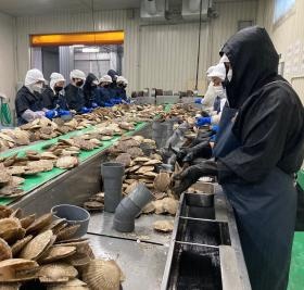 ホタテむき作業