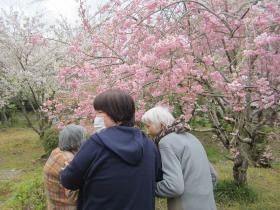 養護盲老人ホーム慈母園 「外出 お花見」