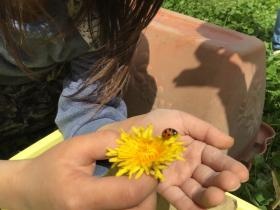 たんぽぽの花を見るとテントウムシも見つけたよ！
