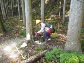 チェーンソー伐採