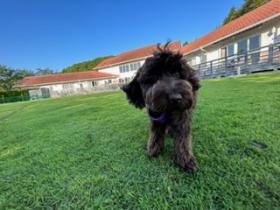 客室は９部屋。いずれも部屋から直接ドッグランへ出れる。