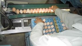 作業の一つ 選卵 大きさを機械で仕訳します