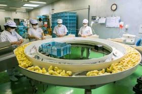 一羽ずつ丁寧にワクチンを接種します