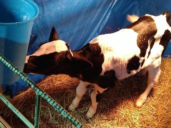 酪農牧場スタッフ（普通自動車免許・AT限定可）