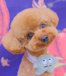 弊社看板犬です。犬好きな方是非！