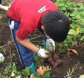 児童デイサービス芳泉 大治「芋掘り」