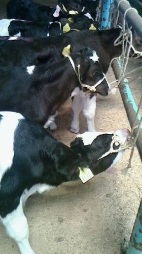 モクシを実際に付けた子牛です。