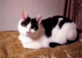 やよいで生活しているヤックン