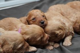 オーストラリアン・ラブラドゥードル