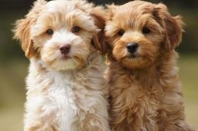 オーストラリアン・ラブラドゥードル