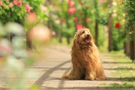 オーストラリアン・ラブラドゥードル