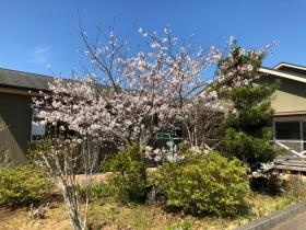 中庭の桜です。