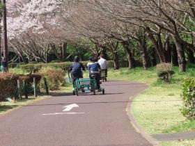 行事：花見（小山総合公園）