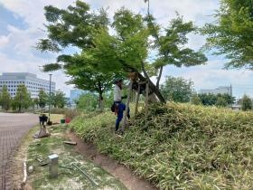 樹木管理作業