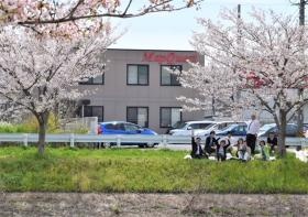 社屋の前の河土手には桜並木が。昼食後にお花見できます。