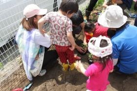 園庭で花の苗植え、きれいなお花が咲きますように