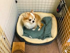 各施設にセラピー犬がいます！