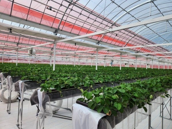 いちご農園スタッフ