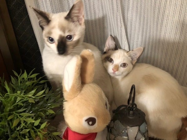 らぽーる松伏二番館には仲良し猫がいます