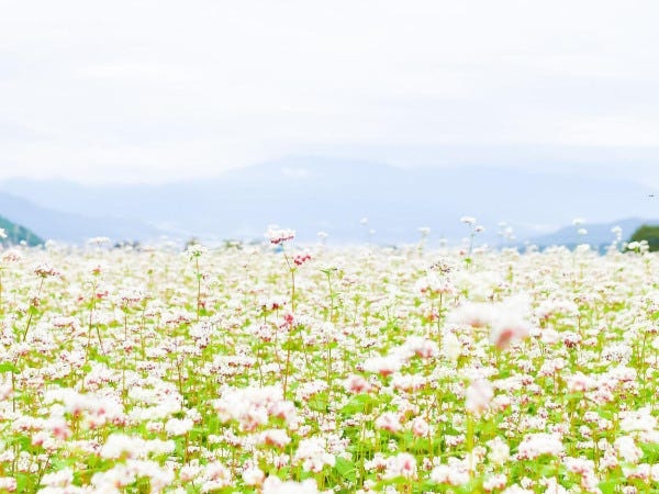 こだわりの自社農園で栽培したそばの実を利用し、そばにしています。日本でも数少ないそばの生産から提供までを行っているそば店です。