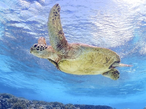 こんなに近くでウミガメと会えますよ★