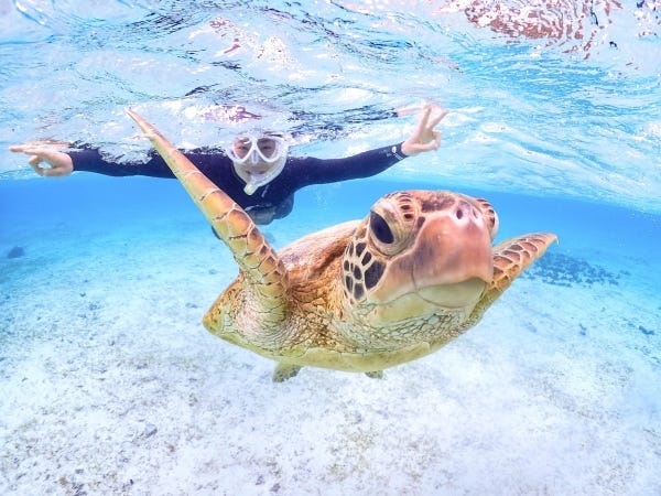 お客様にウミガメに会えるポイントを案内し、写真を撮影します♪