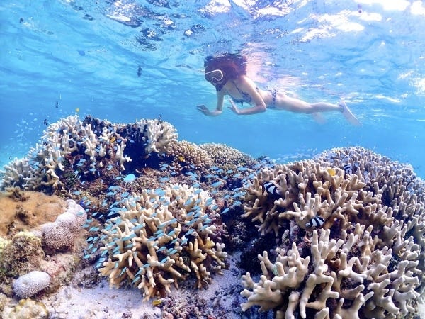 珊瑚も綺麗ですよ★