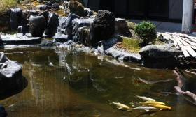 自社製作の中庭。魚だけでなくカエルや鳥等様々の生き物が生息。