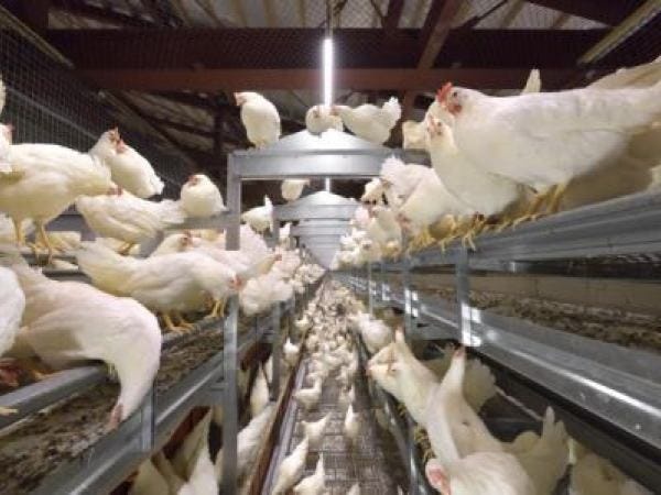 卵製造工場の製造補助スタッフ（未経験応募OK・経歴不問）